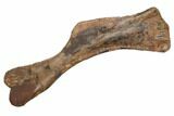 Fossil Hadrosaur (Edmontosaurus) Right Humerus - South Dakota #192629-5